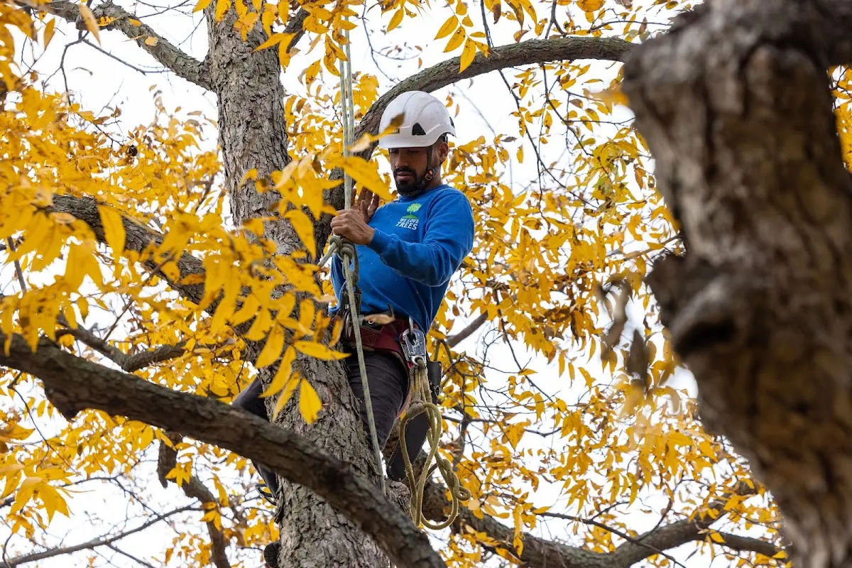 Skilled Tree Transplanting crew working in Afton